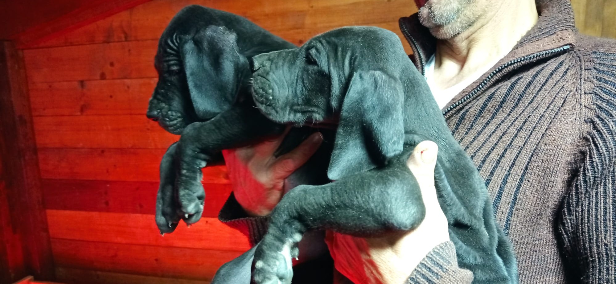 Elevage Dogues Bleu Et Noirs Grand Reve Dangerous Danois Grands Bleus De Reproduction Grand Reve Dangereux Danois Noir Bleu Noir Dogues Dogues Kennel En Italie Grands Chiots Dane Disponibles