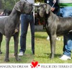Blue great Dane puppies coming soon