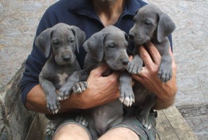 Allevamento Alani Blu e Neri Great Dangerous Dream. Cuccioli Alano Blu Nero