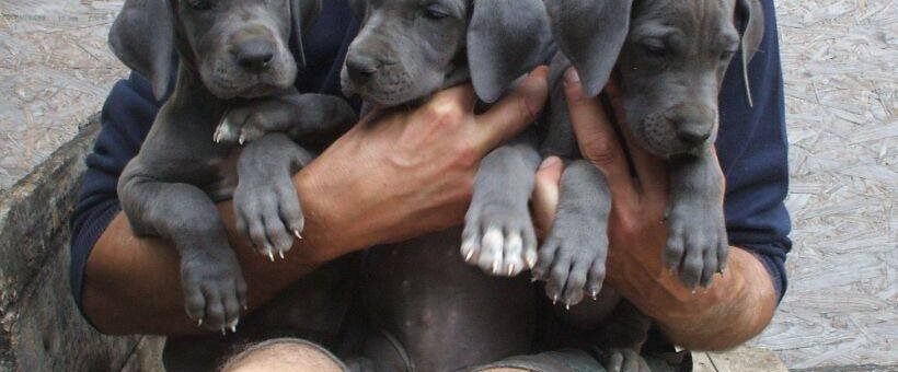 Ancora alcuni cuccioli di Alano Blu Femmine disponibili