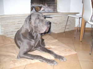 Allevamento Alani Blu e Neri Great Dangerous Dream. Cuccioli Alano Blu e Nero