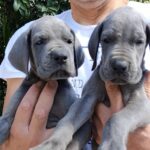 Cucciolata M – Cuccioli di Alano Blu