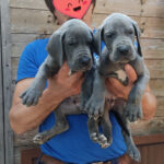 Litter N – Blue Great Dane puppies
