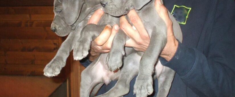 Litière G – Chiots de Dogue Allemand bleu