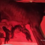 Nacieron los cachorros Anuncios Cachorros de Gran Danés Azul y Negro