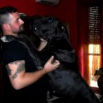 Allevamento Alani Blu e Neri Great Dangerous Dream. Cuccioli Alano Blu Nero