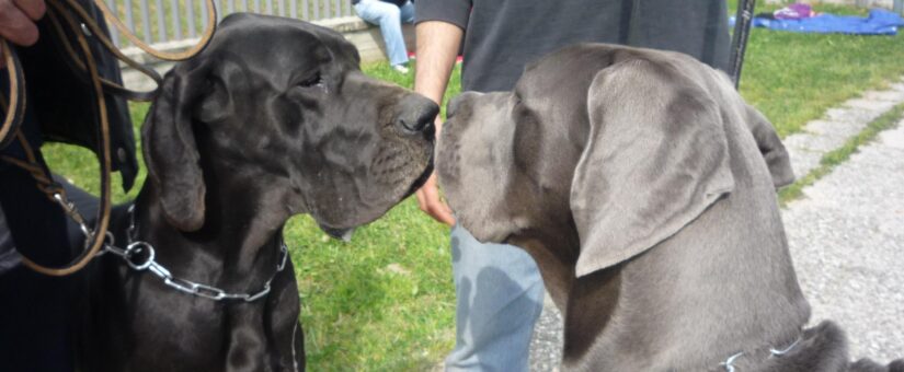 Ergebnisse Expo Special Doggen in Eboli (SA)