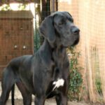 Allevamento Alani Blu e Neri Great Dangerous Dream. Cuccioli Alano Blu Nero