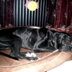 Allevamento Alani Blu e Neri Great Dangerous Dream. Cuccioli Alano Blu Nero