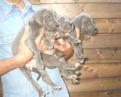Cría Gran Danés azul y negros Gran Sueño peligroso. Los cachorros Gran Danés Azul Negro