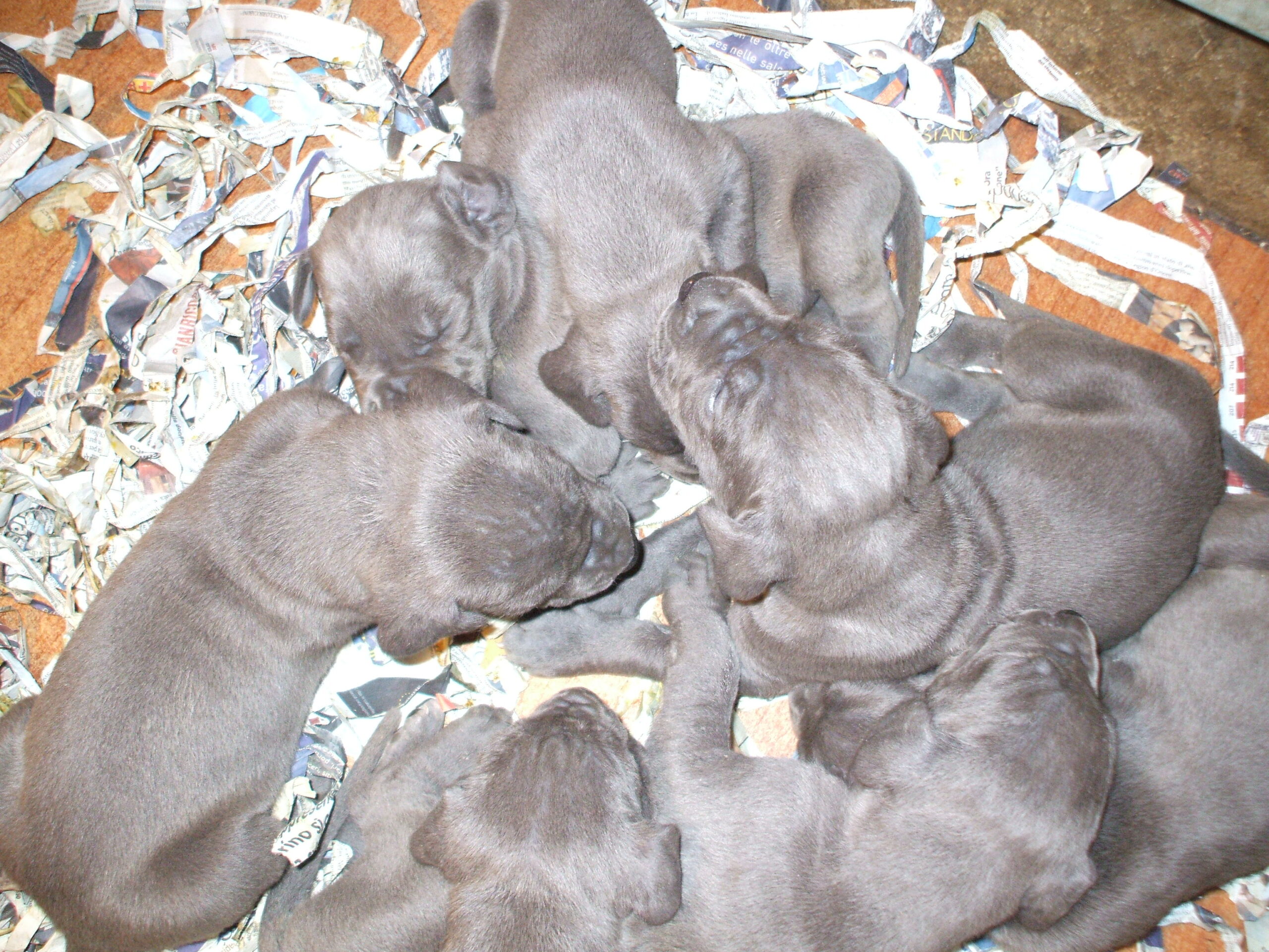 Great Dane puppies blue and black coming soon