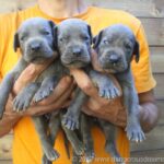 Breeding Great Danes Blue and Blacks Great Dangerous Dream. Puppies Great Dane Blue and Blacks