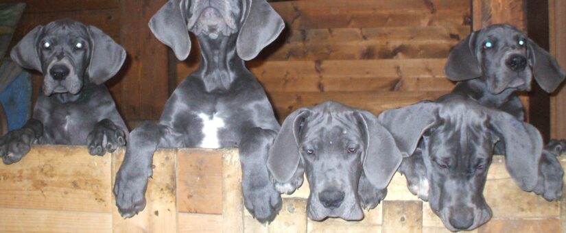 Litter H – Blue great Dane puppies