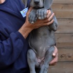 Breeding Great Danes Blue and Blacks Great Dangerous Dream. Puppies Great Dane Blue and Black