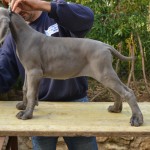 Breeding Great Danes Blue and Blacks Great Dangerous Dream. Puppies Great Dane Blue and Black
