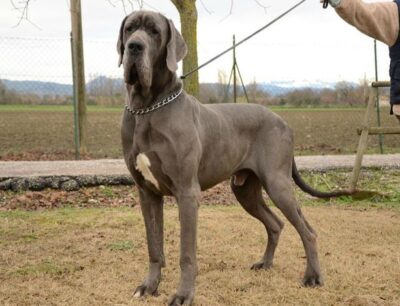 Allevamento Alani Blu e Neri Great Dangerous Dream. Cuccioli Alano Nero e Blu