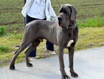 Allevamento Alani Blu e Neri Great Dangerous Dream. Cuccioli Alano Nero e Blu