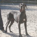 Breeding Great Danes Blue and Blacks Great Dangerous Dream. Puppies Great Dane Black and Blue