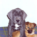 Cría Gran Danés azul y negros Gran Sueño peligroso. Los cachorros Gran Dane Black y Azul