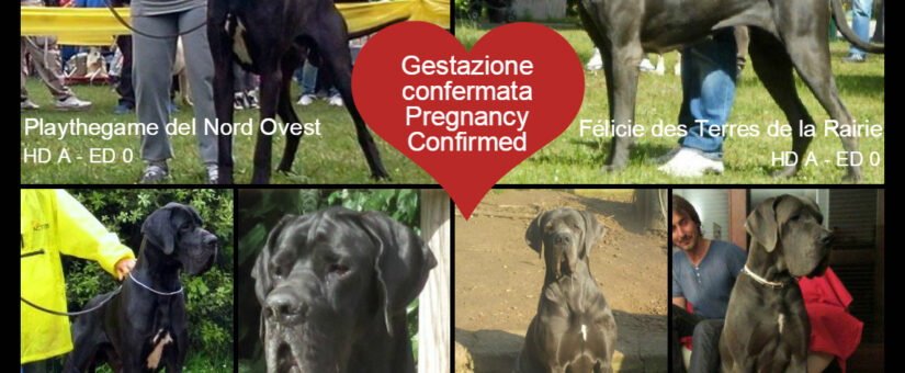 Schwangerschaft bestätigt. Deutsche Dogge Welpen blau und schwarz, die in Kürze