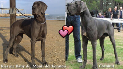 Allevamento Alani Blu e Neri Great Dangerous Dream. Cuccioli Alano Blu Nero