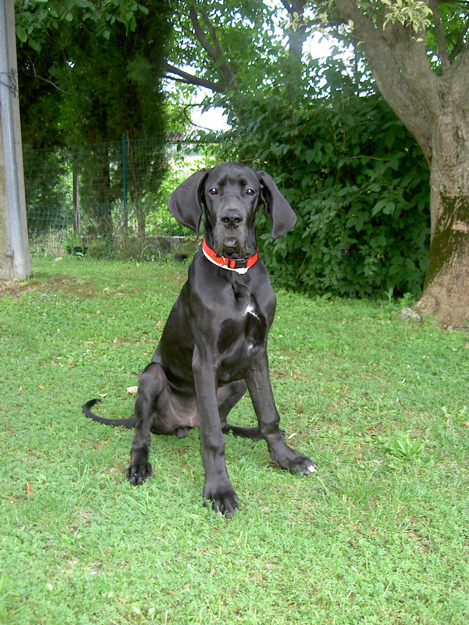 Gran Danes Cachorro Negro