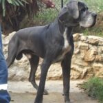 Ciao Dangerous Dream!