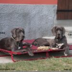Breeding Great Danes Blue and Blacks Great Dangerous Dream. Puppies Great Dane Blue and Black.