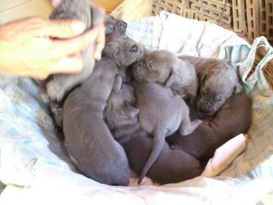 Cucciolata A – Cuccioli di Alano Blu