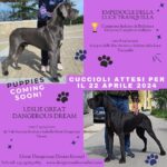 Q litter coming soon: blue and black great dane puppies