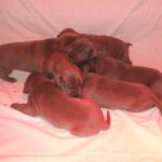 Breeding Great Danes Blue and Blacks Great Dangerous Dream. Puppies Great Dane Blue and Black.