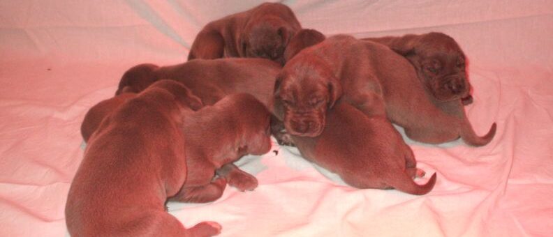 Litière F – Chiots de Dogue Allemand bleu