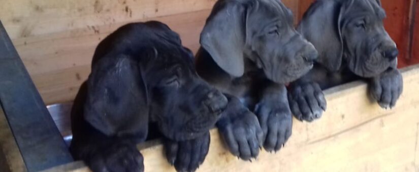 camada J – Los cachorros Gran Danés azul y negro