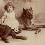 Le dogue allemand: origine et les caractéristiques