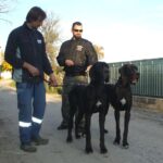 Allevamento Alani Blu e Neri Great Dangerous Dream. Cuccioli Alano Blu e Nero.