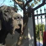 Risultati Expo: Doris Lessing 1° ECC