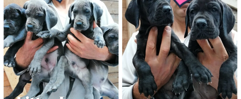 Portée L. – Chiots Dogue Allemand bleu et noir