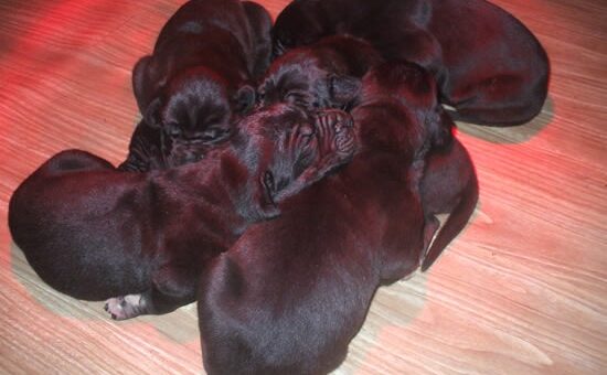 Litter D – Great Dane Black puppies