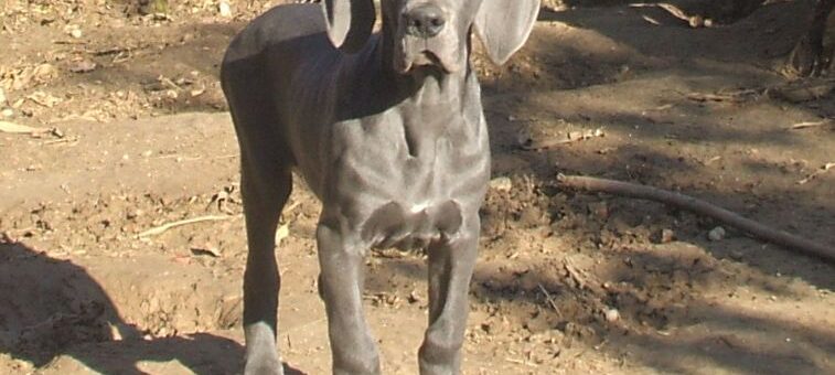 Blue Great Dane Puppy Available