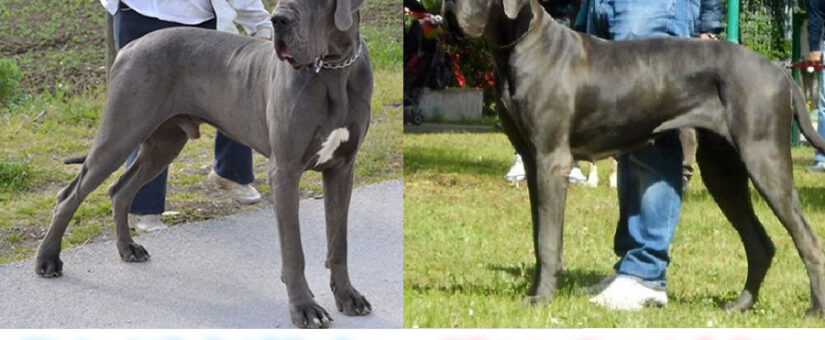 Pregnancy confirmed: Blue great Dane puppies coming soon!