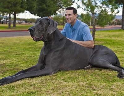 Is the Harlequin Great Dane the largest one?