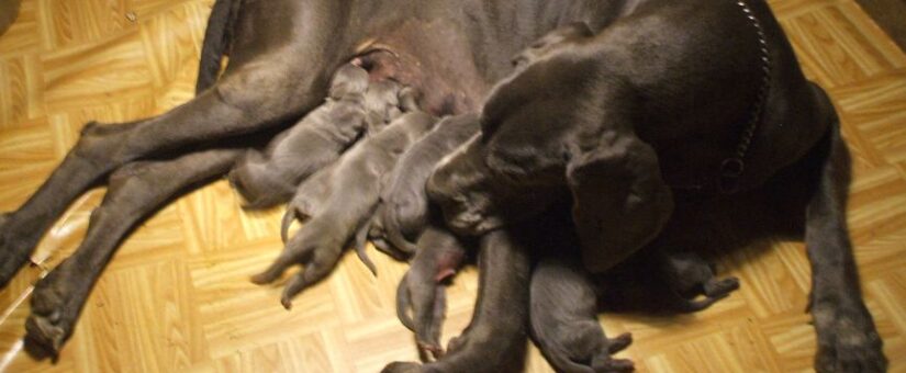 Born Blue great Dane puppies!!!