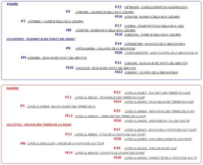 Allevamento Alani Blu e Neri Great Dangerous Dream. Cuccioli Alano Nero e Blu