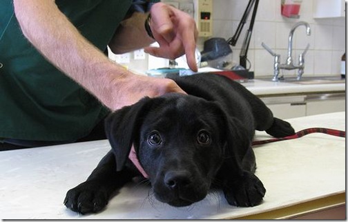 Vaccination of puppies